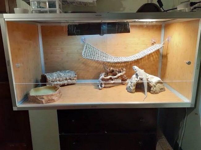  Bearded Dragon DIY Reptile Enclosure Plan