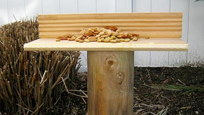 Bench type squirrel feeder