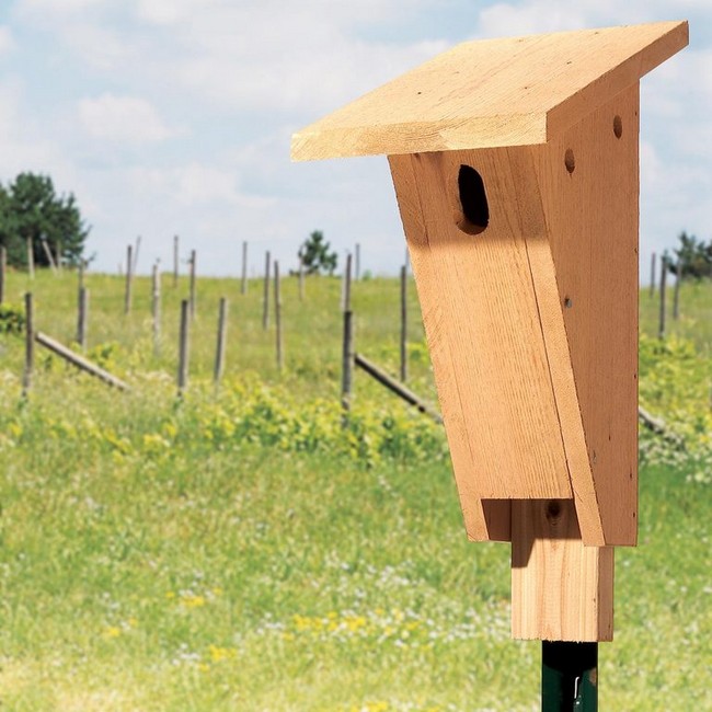 Build a Bluebird House