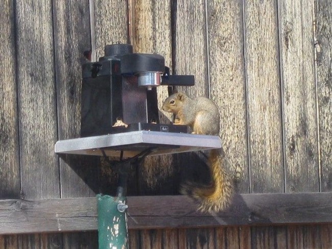 DIY Espresso Squirrel Feeder