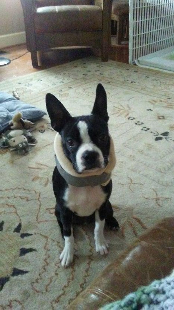 Dog Cone Collar Alternative