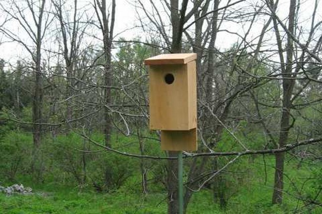 Eastern Bluebird House From Hand Tools