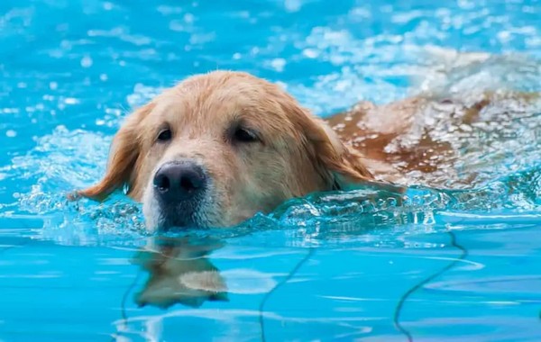 How to Build a fun Dog Swimming Pool
