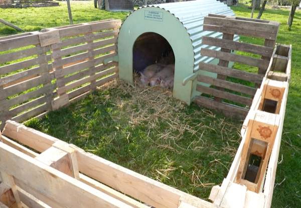 How to build a pig pen for your farm