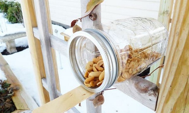 Mason jar squirrel feeder