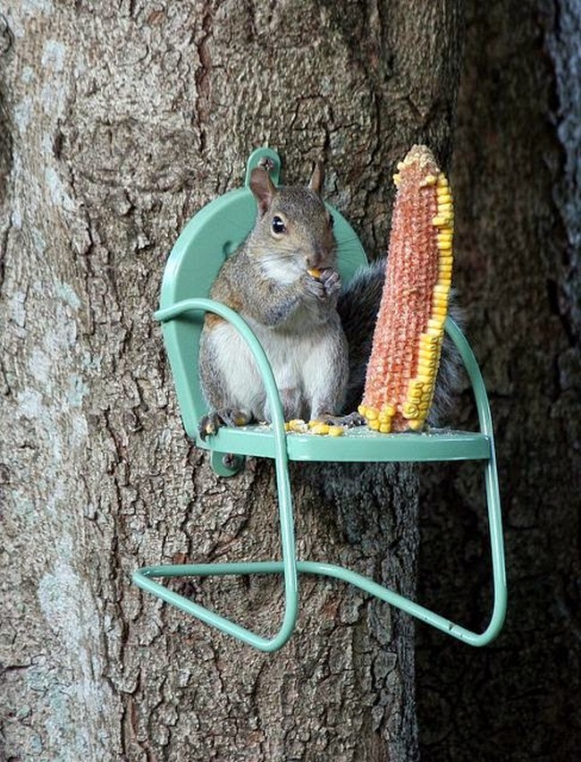 Squirrel chair feeder