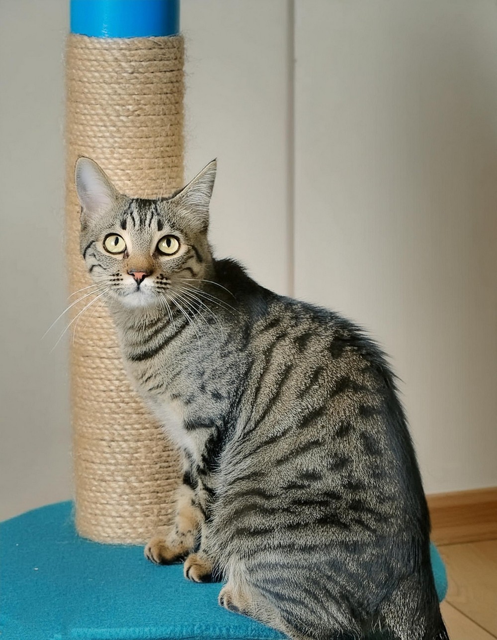 Cat Scratching Post Tower
