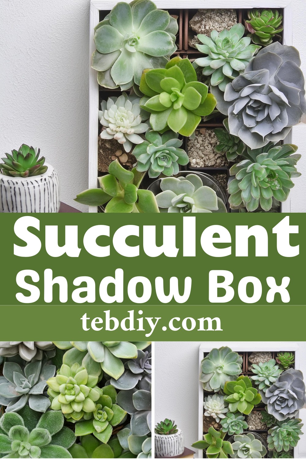 Easy DIY Succulent Shadow Box For Indoor Decor