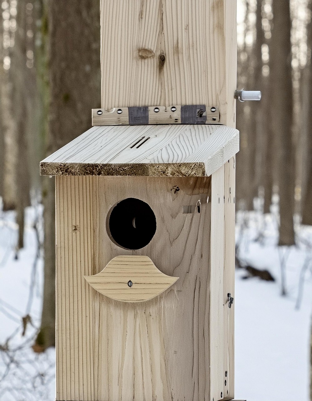 How To DIY Screech Owl Nest Box